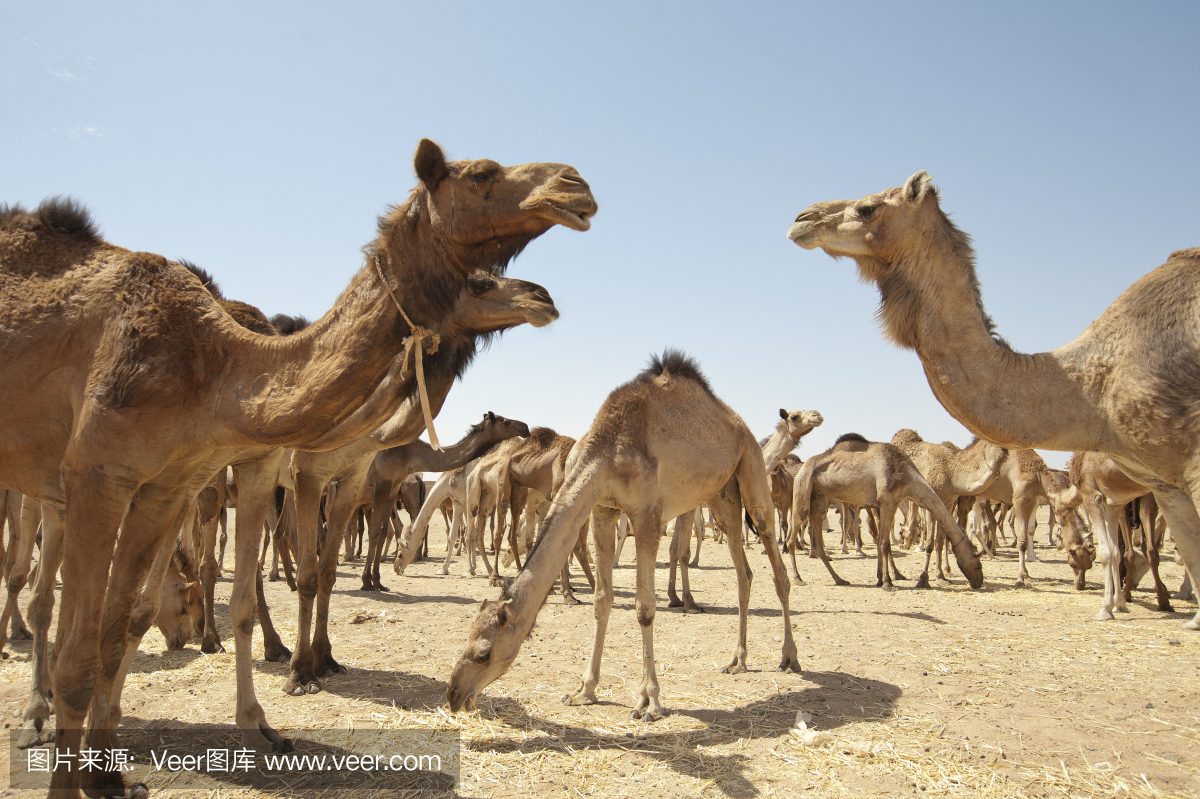动物躯干 骆驼 驼峰 动物腿 市场 单峰骆驼 非洲 沙漠 动物 动物肢和