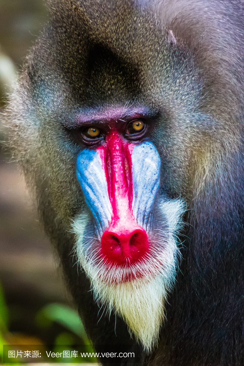 年 生活方式 山魈 猿 猴子 灵长目 动物