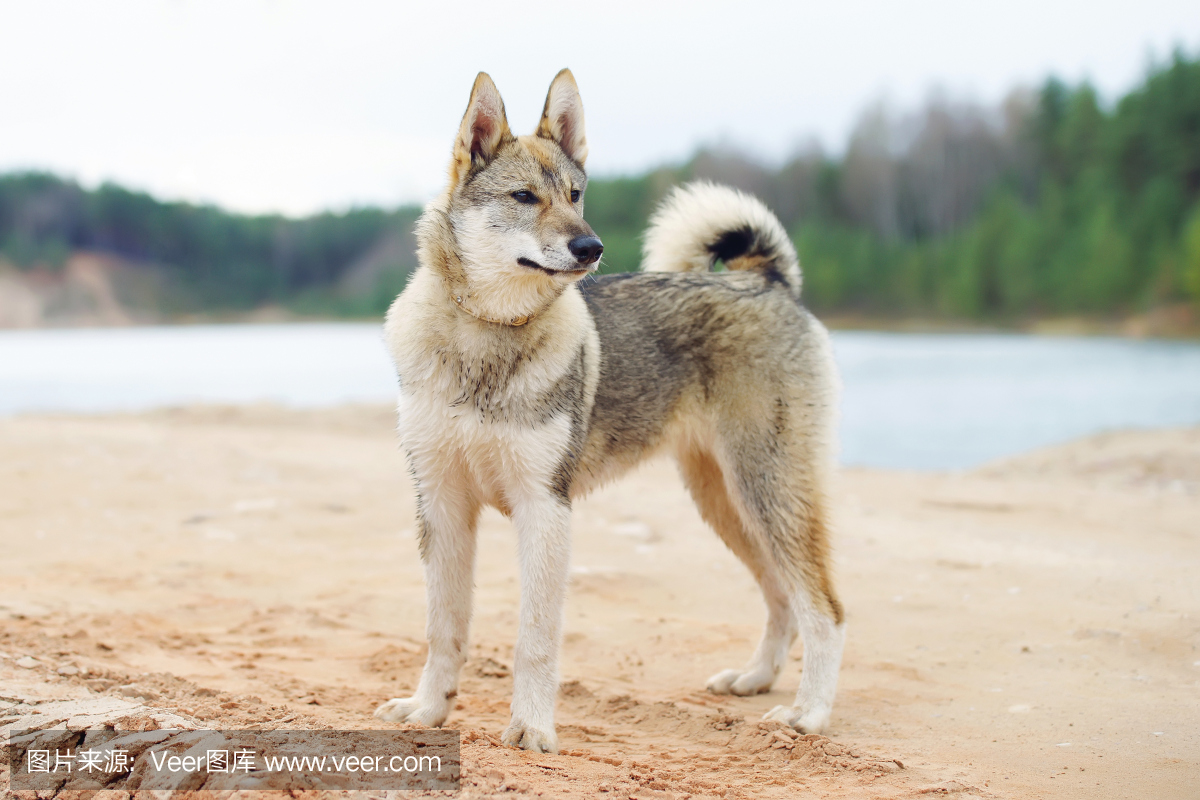 犬科的 陆地 莱卡犬 宠物 肖像 看 幼小动物 灰色 狗 春天 夏天 动物