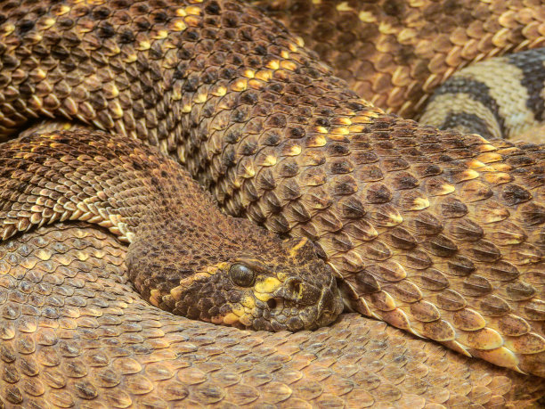 菱形斑纹响尾蛇照片