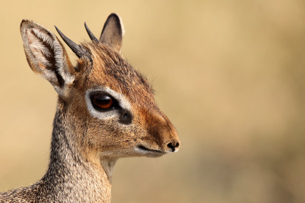 巩特尔小羚羊,塞伦盖蒂国家公园,教会小羚羊,自然,野生动物图片素材
