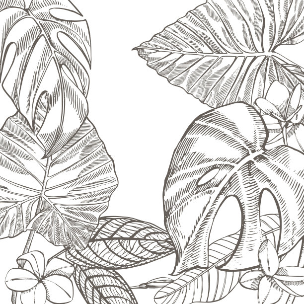 热带雨林的树叶简笔画图片