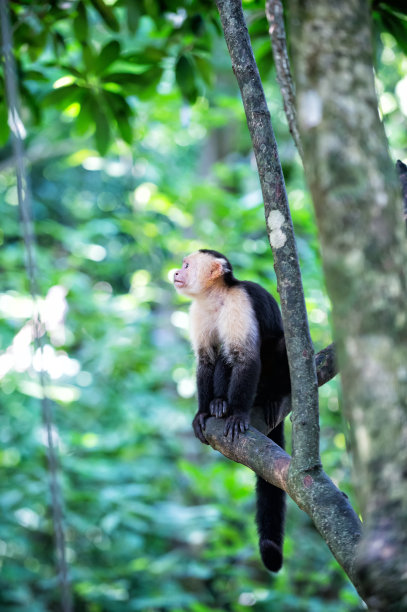 热带雨林稀有动物图片