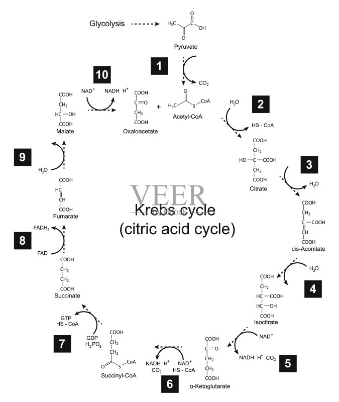 克雷布斯循环 - 三羧酸(柠檬酸)循环的例证矢量