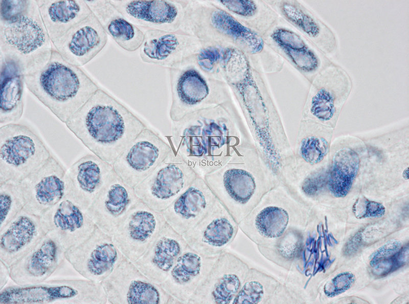 植物细胞的显微镜图像染色核和染色体图片素材