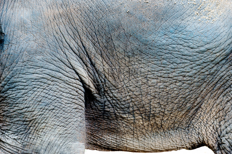 大象皮肤厚度图片