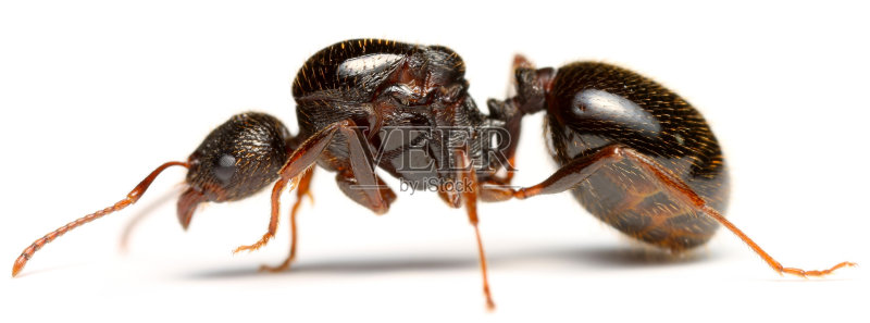 蚂蚁王后图片素材下载 - Veer图库