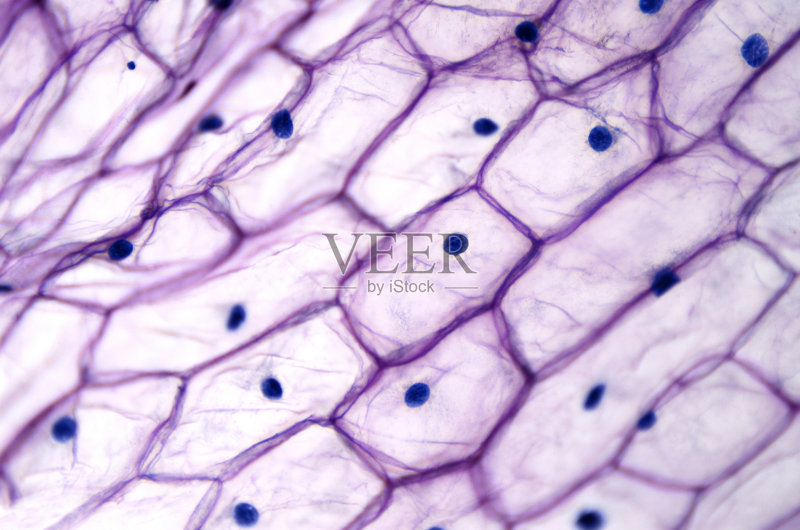 洋葱表皮与大细胞在光学显微镜下图片素材下载 - Veer图库