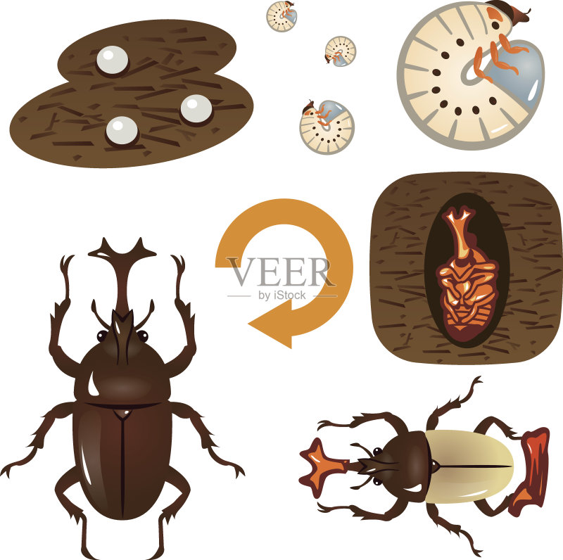 昆虫进化模板图片