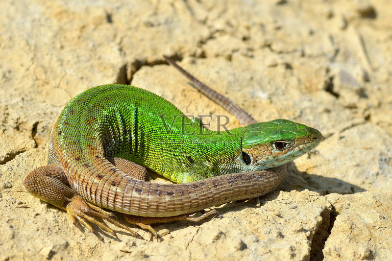 绿蜥蜴(lacerta viridis)