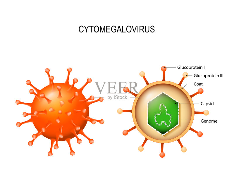 巨细胞病毒。病毒体的结构矢量图素材下载 - V