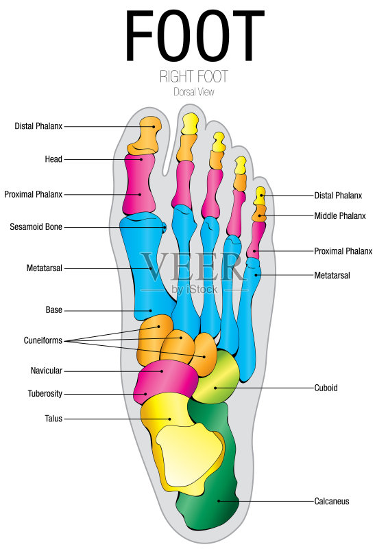 脚面结构图图片