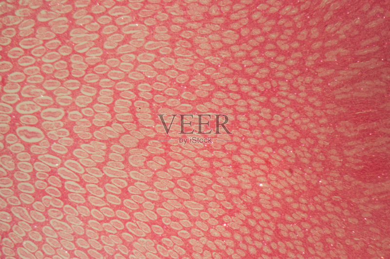 在显微镜下的鼠肾图片素材下载 - Veer图库