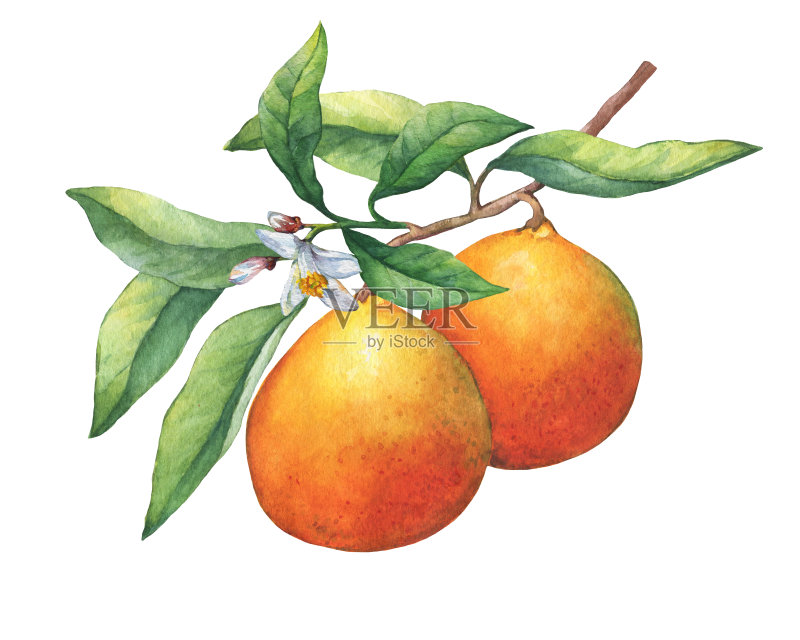 新鲜柑橘类水果橘子与水果,绿叶,芽和花朵的分