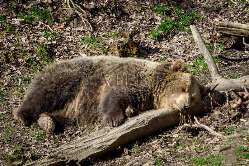 酣睡的青熊兽图片
