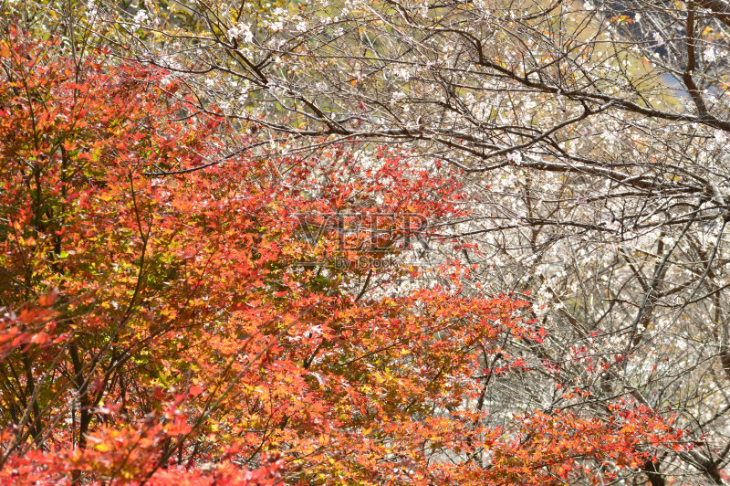 樱花树叶秋天变红图片